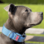 Padded Nylon Collar Staffordshire Bull Terrier® - Size Guide