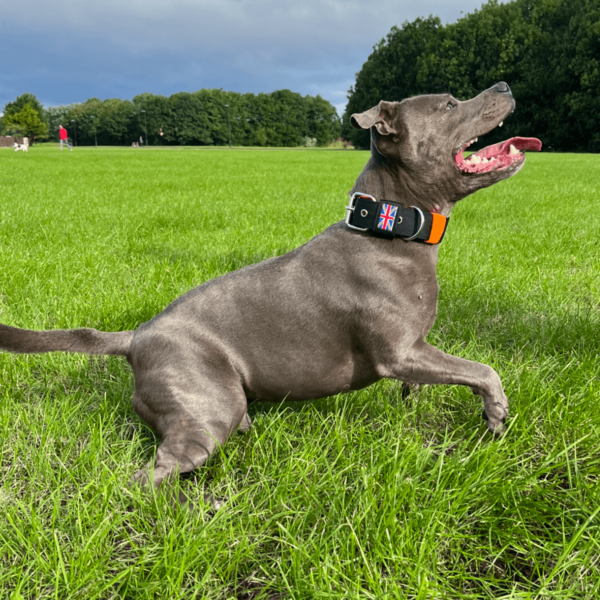 Padded Nylon Collar Staffordshire Bull Terrier 1935®