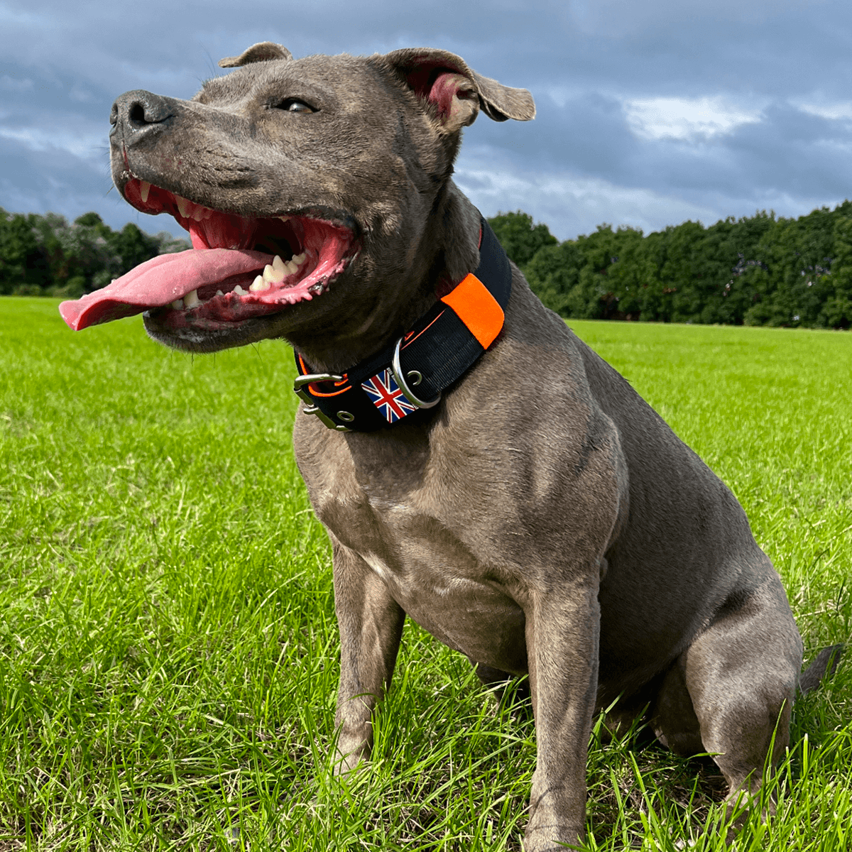 Padded Nylon Collar Staffordshire Bull Terrier 1935®