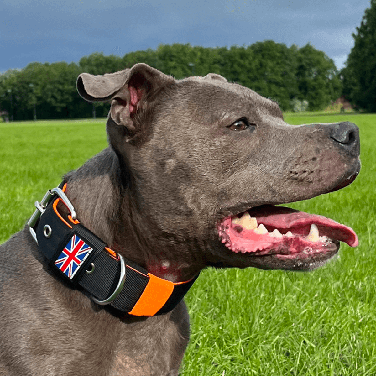 Padded Nylon Collar Staffordshire Bull Terrier 1935®