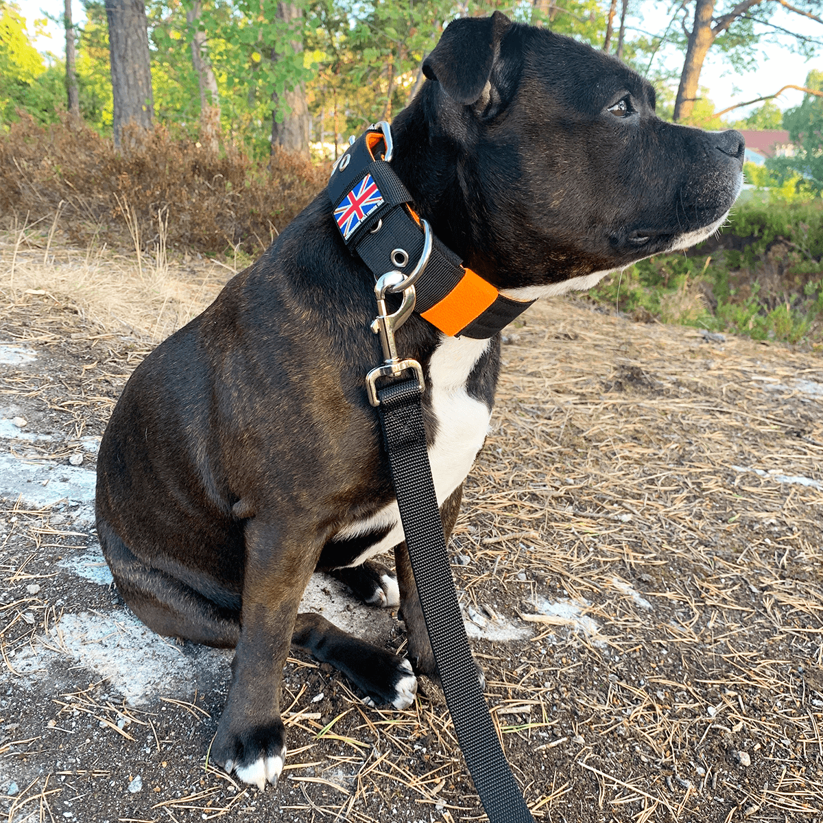 Padded Nylon Collar Staffordshire Bull Terrier 1935®