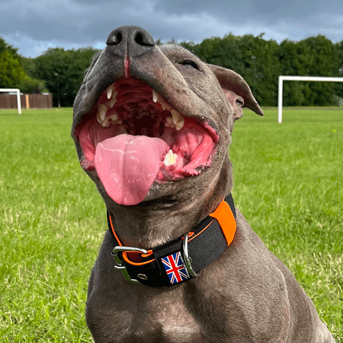 Padded Nylon Collar Staffordshire Bull Terrier 1935®