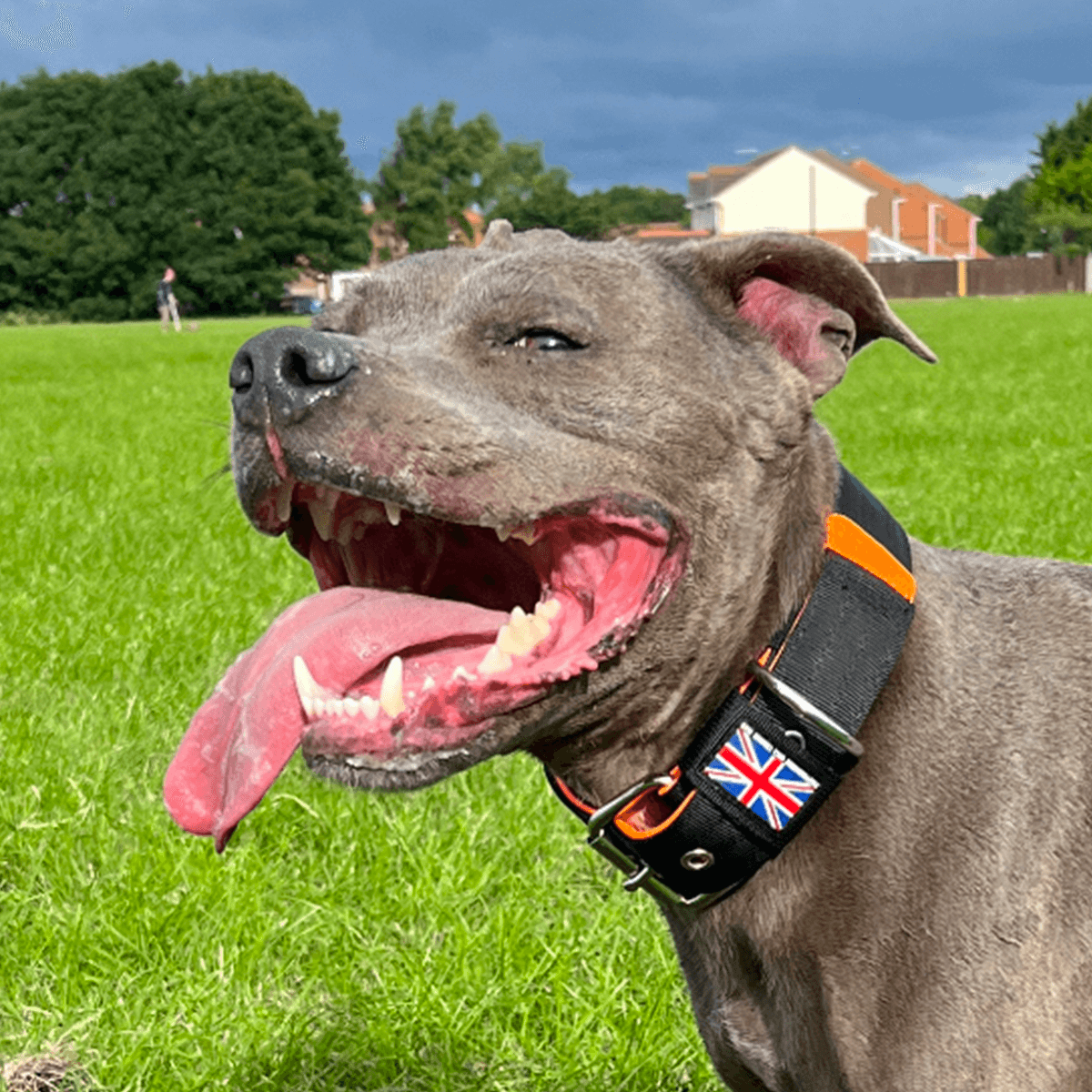 Padded Nylon Collar Staffordshire Bull Terrier 1935®