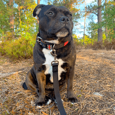 Padded Nylon Collar Staffordshire Bull Terrier 1935®