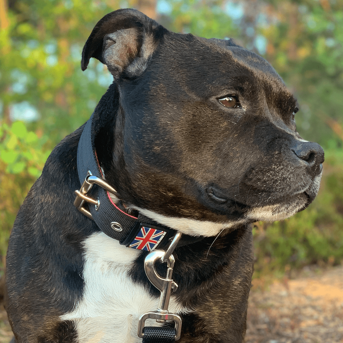 Padded Nylon Collar Staffordshire Bull Terrier 1935®