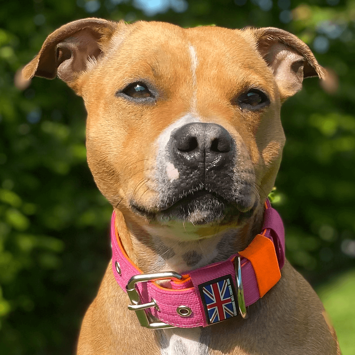 Padded Nylon Collar Staffordshire Bull Terrier 1935®