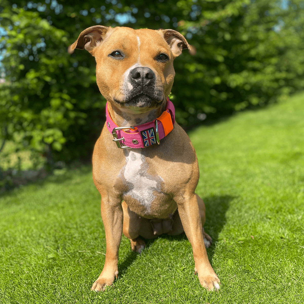 Padded Nylon Collar Staffordshire Bull Terrier 1935®