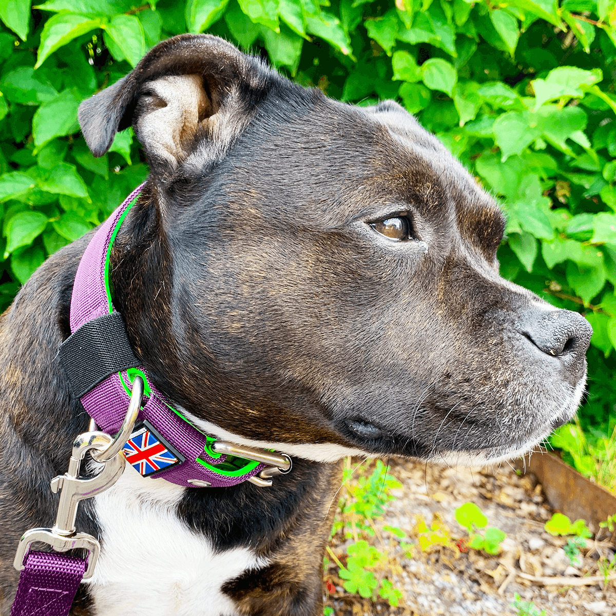 Padded Nylon Collar Staffordshire Bull Terrier 1935®