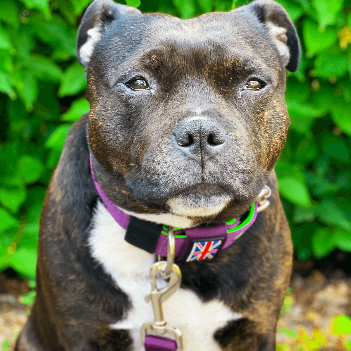 Padded Nylon Collar Staffordshire Bull Terrier 1935®