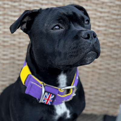 Staffordshire Bull Terrier 1935® Collier Nylon - Édition LA - Violet et Jaune