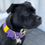 Staffordshire Bull Terrier 1935® Nylon Collar - LA Edition - Purple & Yellow