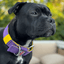 Staffordshire Bull Terrier 1935® Nylon Collar - LA Edition - Purple & Yellow