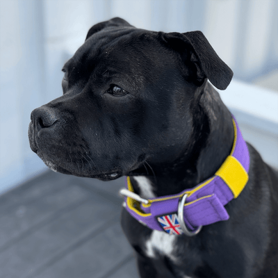 Staffordshire Bull Terrier 1935® Nylon Collar - LA Edition - Purple & Yellow