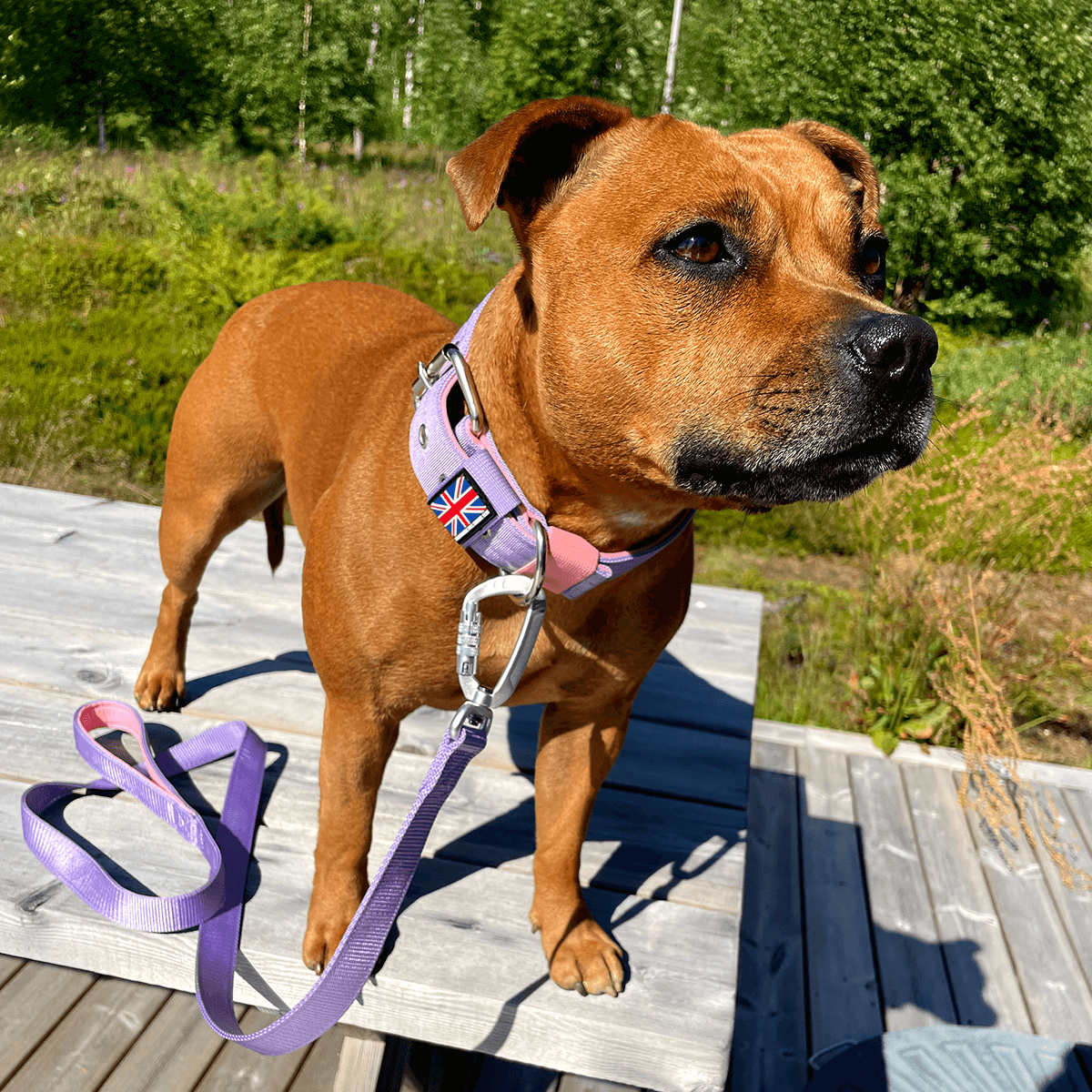 Padded Nylon Collar Staffordshire Bull Terrier 1935®