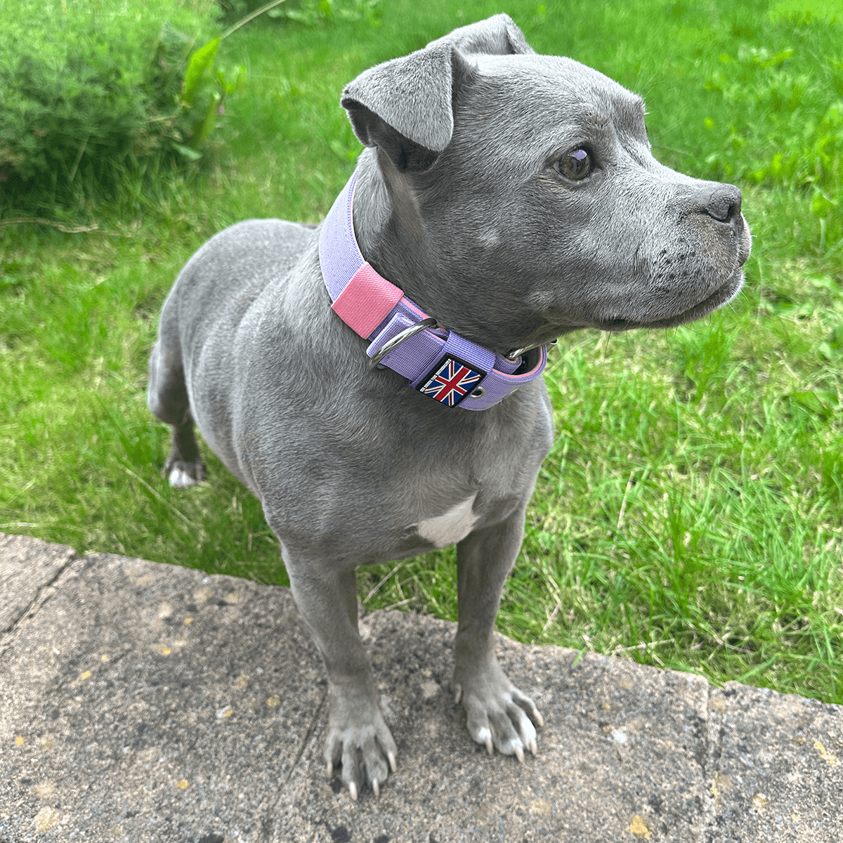 Padded Nylon Collar Staffordshire Bull Terrier 1935®