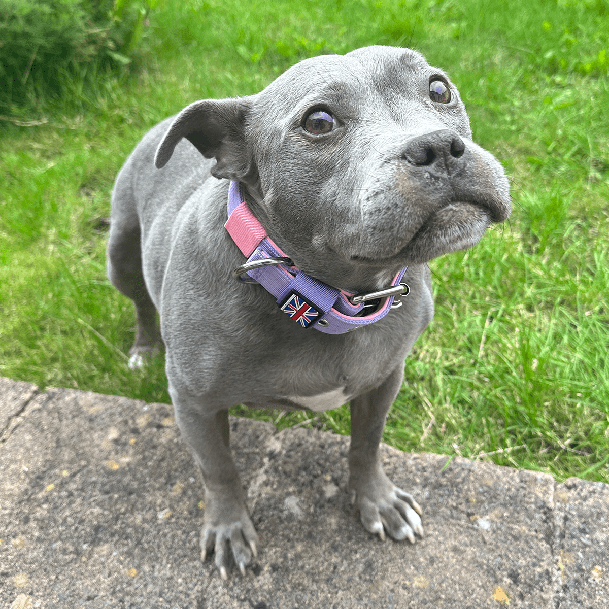 Padded Nylon Collar Staffordshire Bull Terrier 1935®