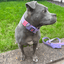 Padded Nylon Collar Staffordshire Bull Terrier 1935®