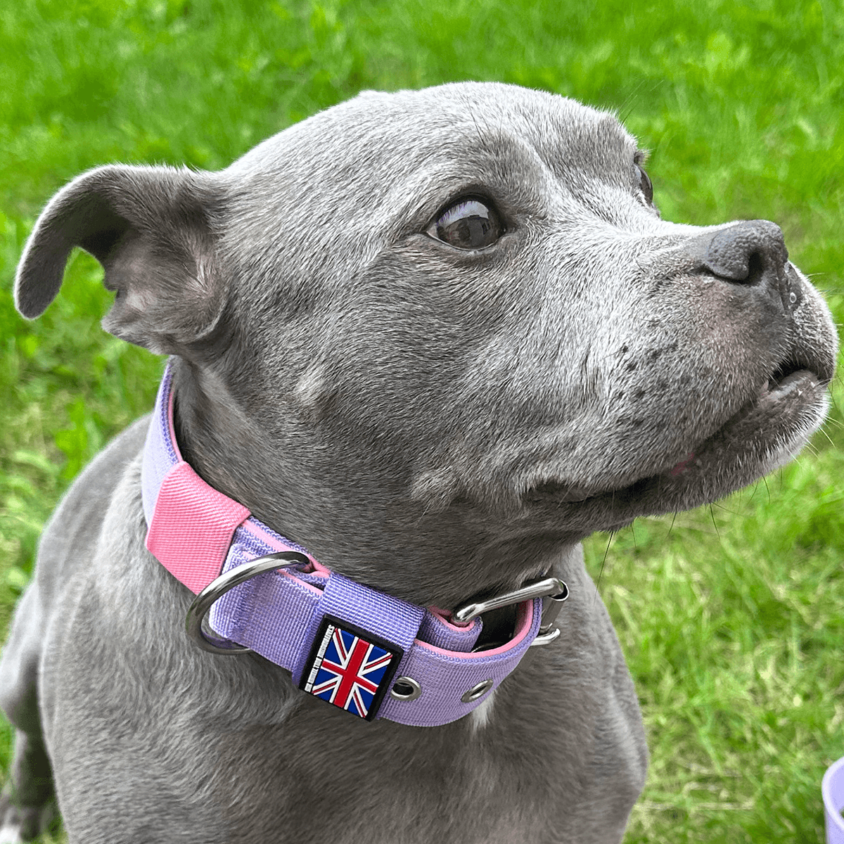 Padded Nylon Collar Staffordshire Bull Terrier 1935®