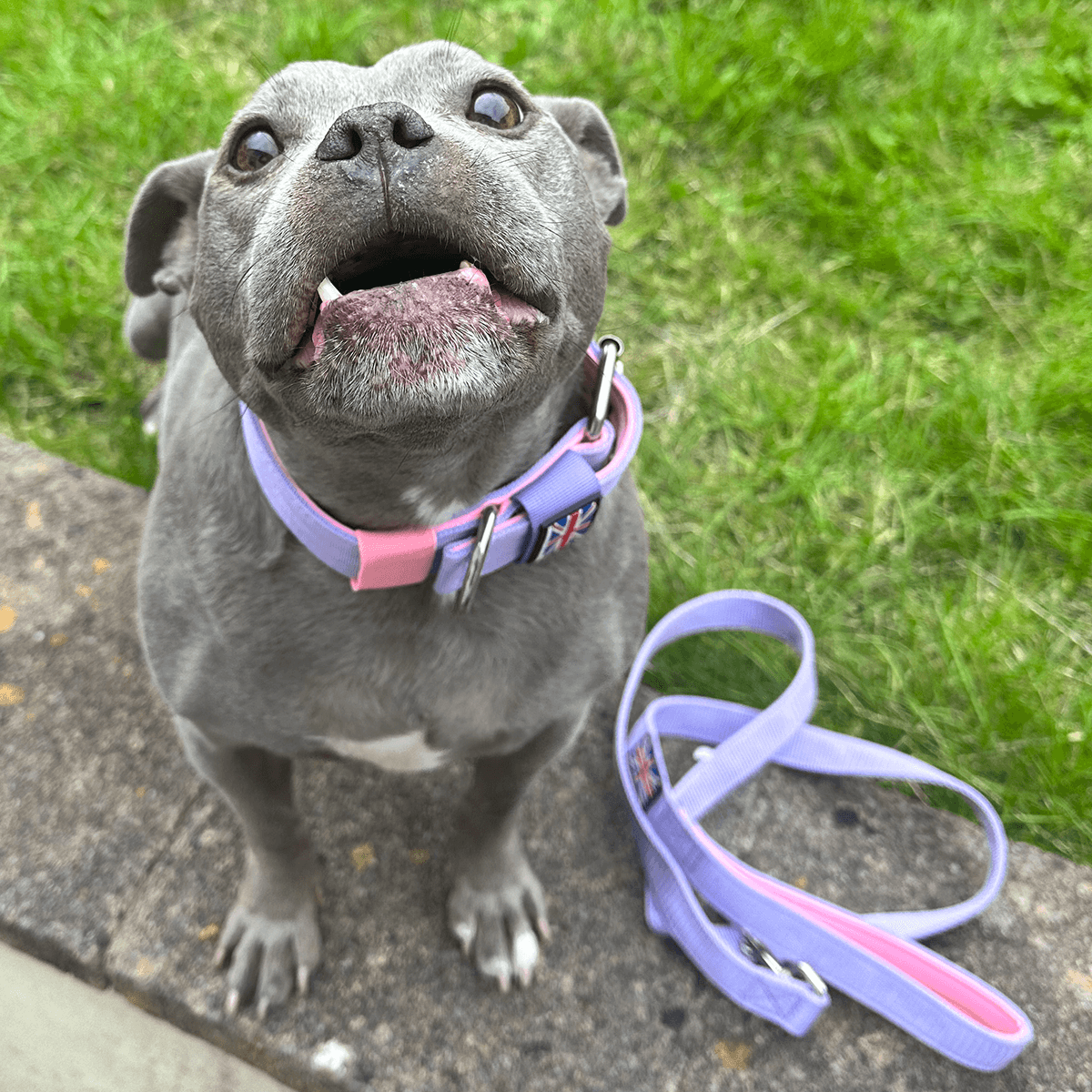 Padded Nylon Collar Staffordshire Bull Terrier 1935®