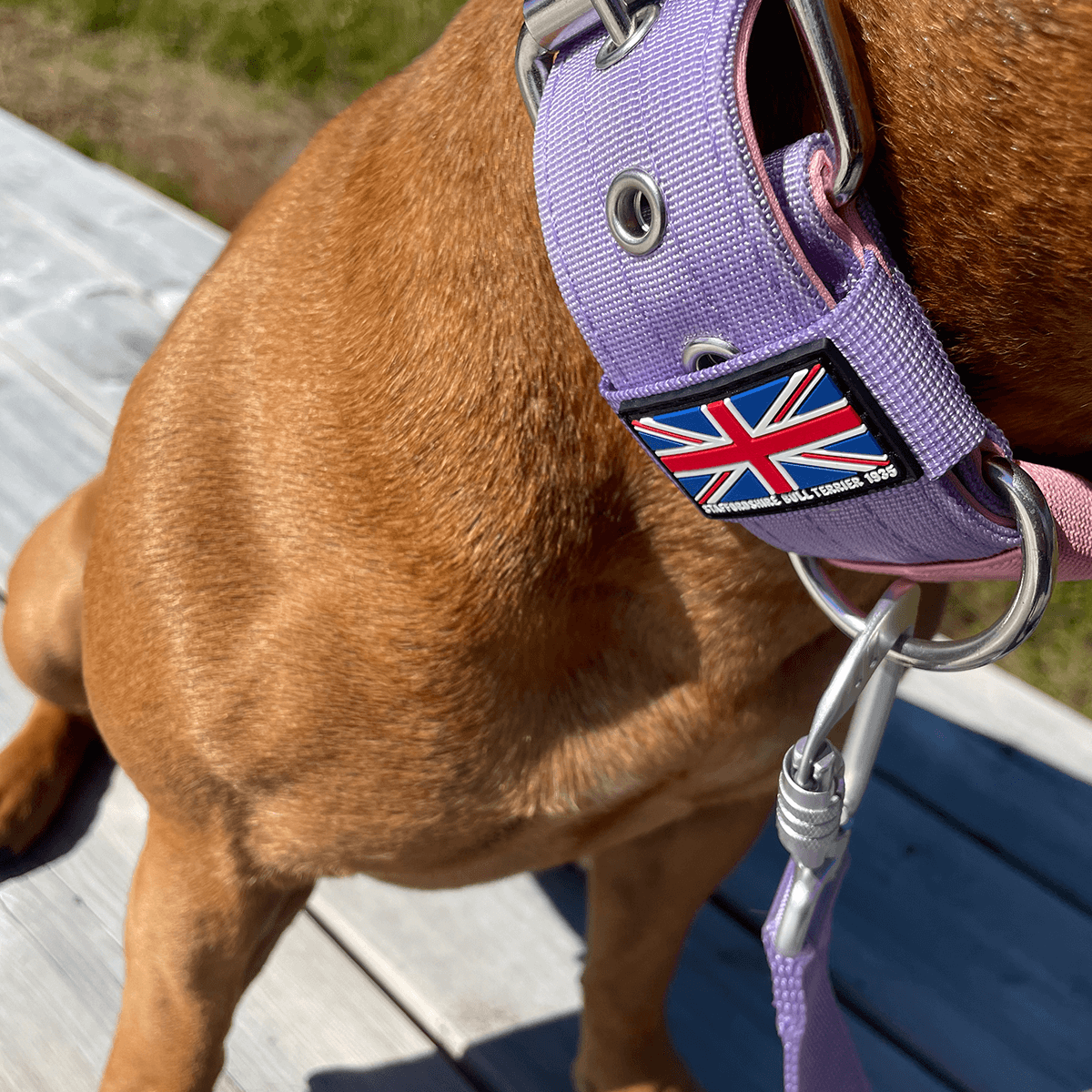 Padded Nylon Collar Staffordshire Bull Terrier 1935®