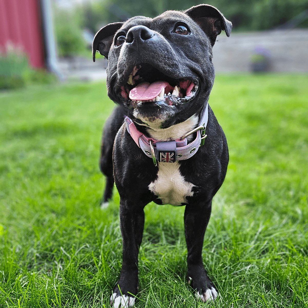 Padded Nylon Collar Staffordshire Bull Terrier 1935®