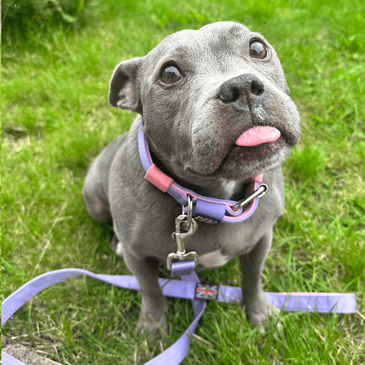 Padded Nylon Collar Staffordshire Bull Terrier 1935®