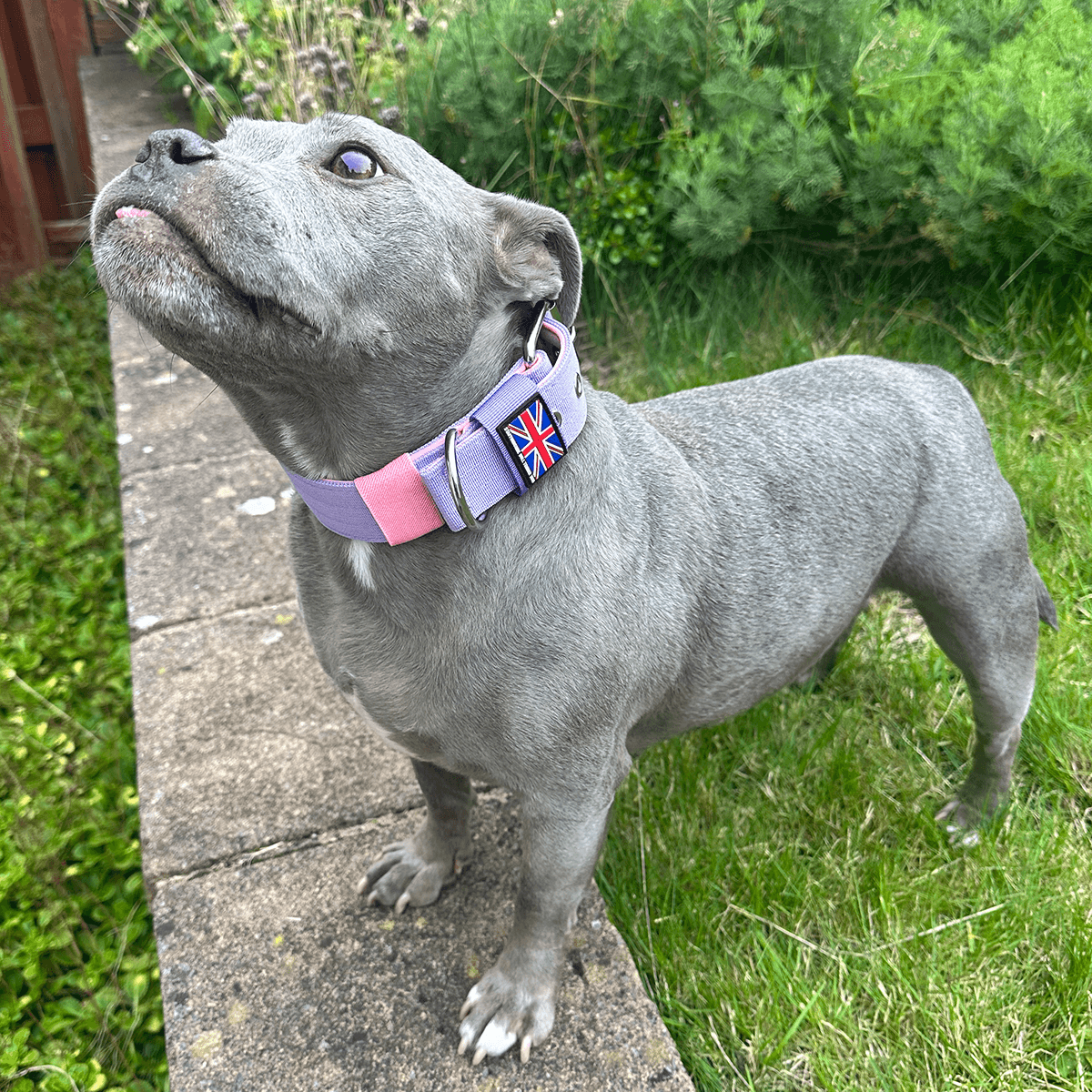 Padded Nylon Collar Staffordshire Bull Terrier 1935®