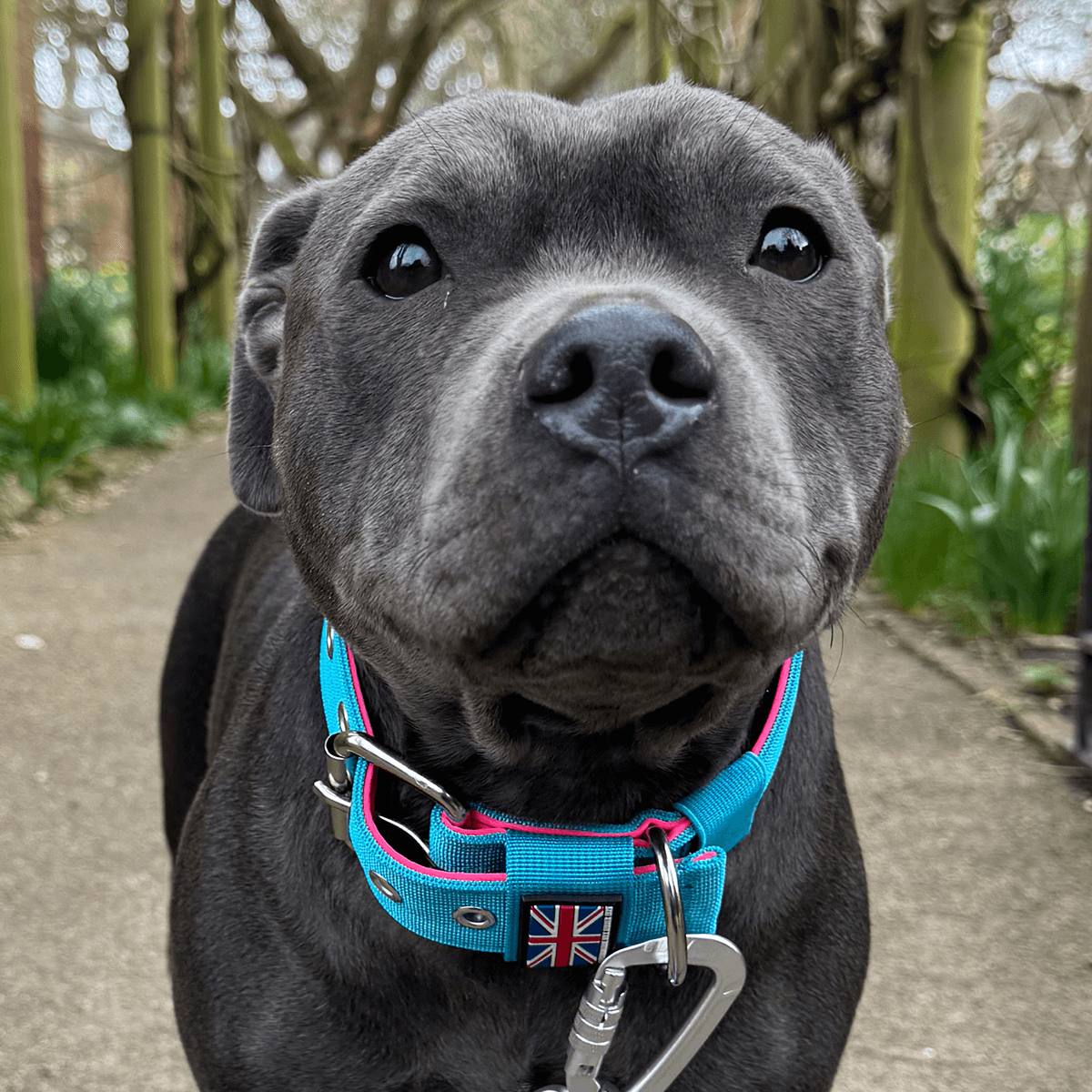 Padded Nylon Collar Staffordshire Bull Terrier 1935®