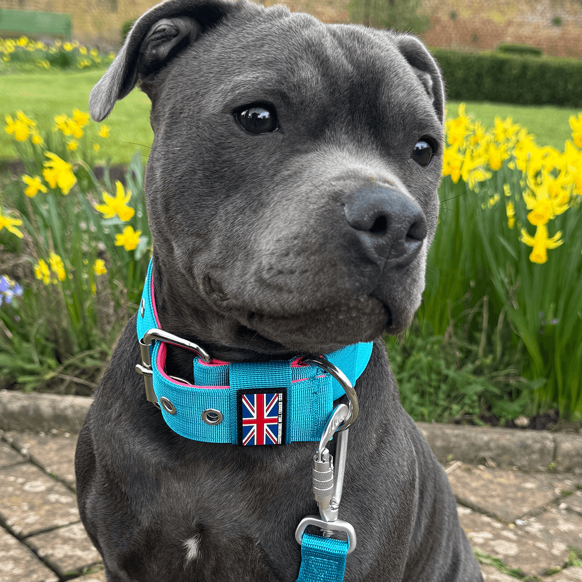 Padded Nylon Collar Staffordshire Bull Terrier 1935®