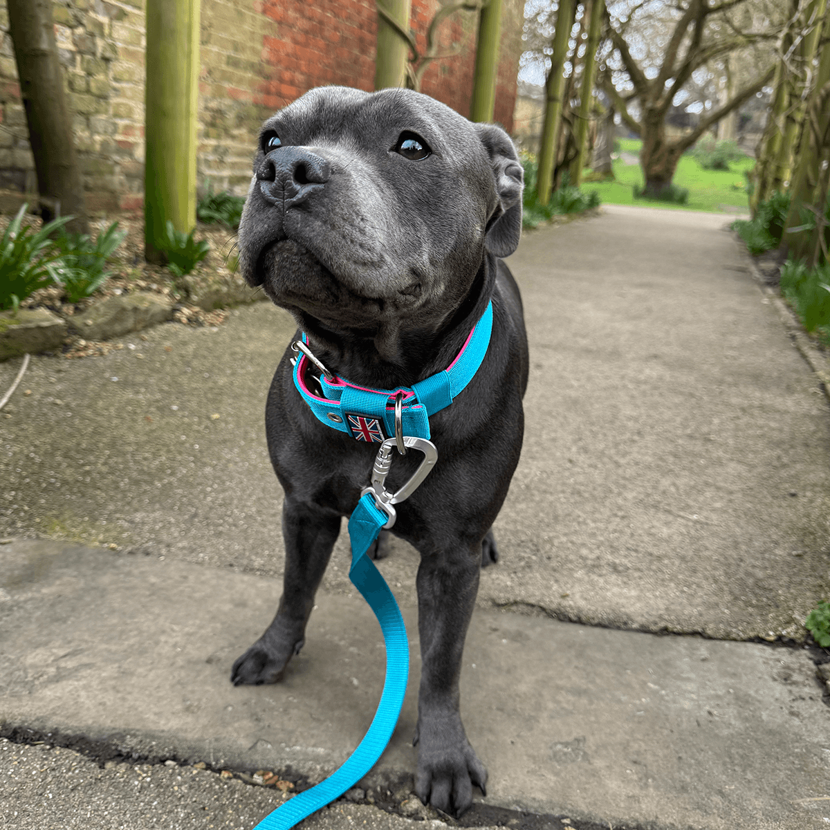 Padded Nylon Collar Staffordshire Bull Terrier 1935®