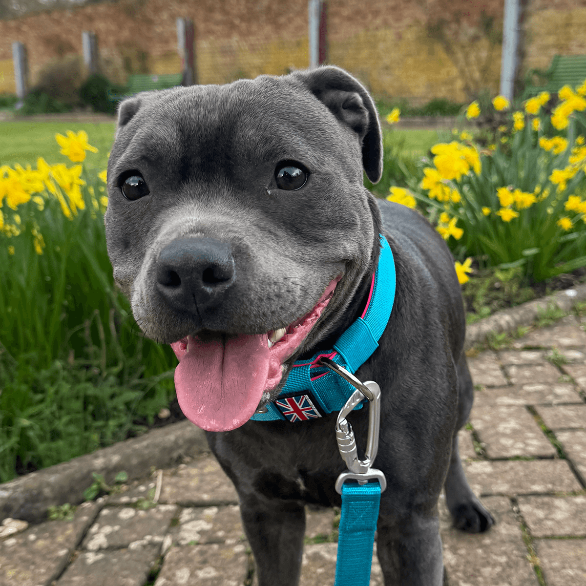 Padded Nylon Collar Staffordshire Bull Terrier 1935®