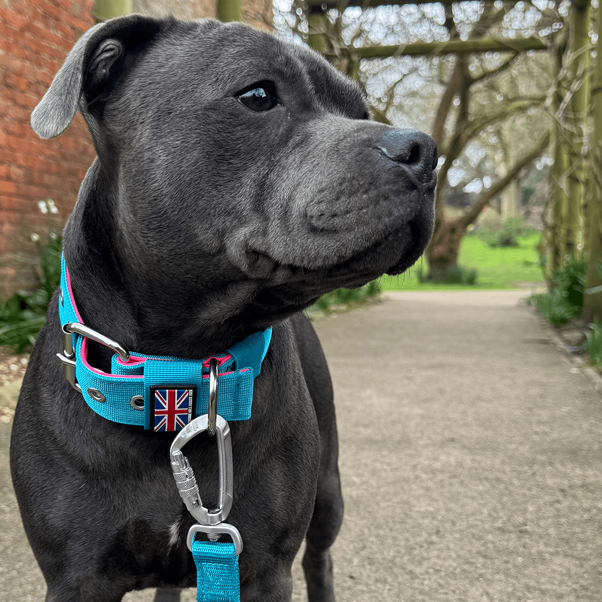 Staffordshire Bull Terrier 1935® Nylon Leash - Harley's Miami Edition - Aqua & Neon Pink - Carabiner