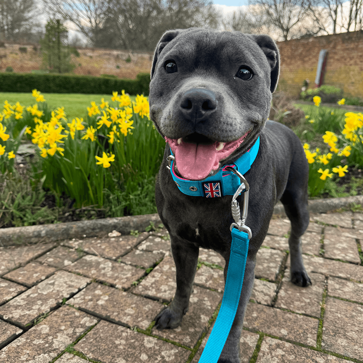 Padded Nylon Collar Staffordshire Bull Terrier 1935®