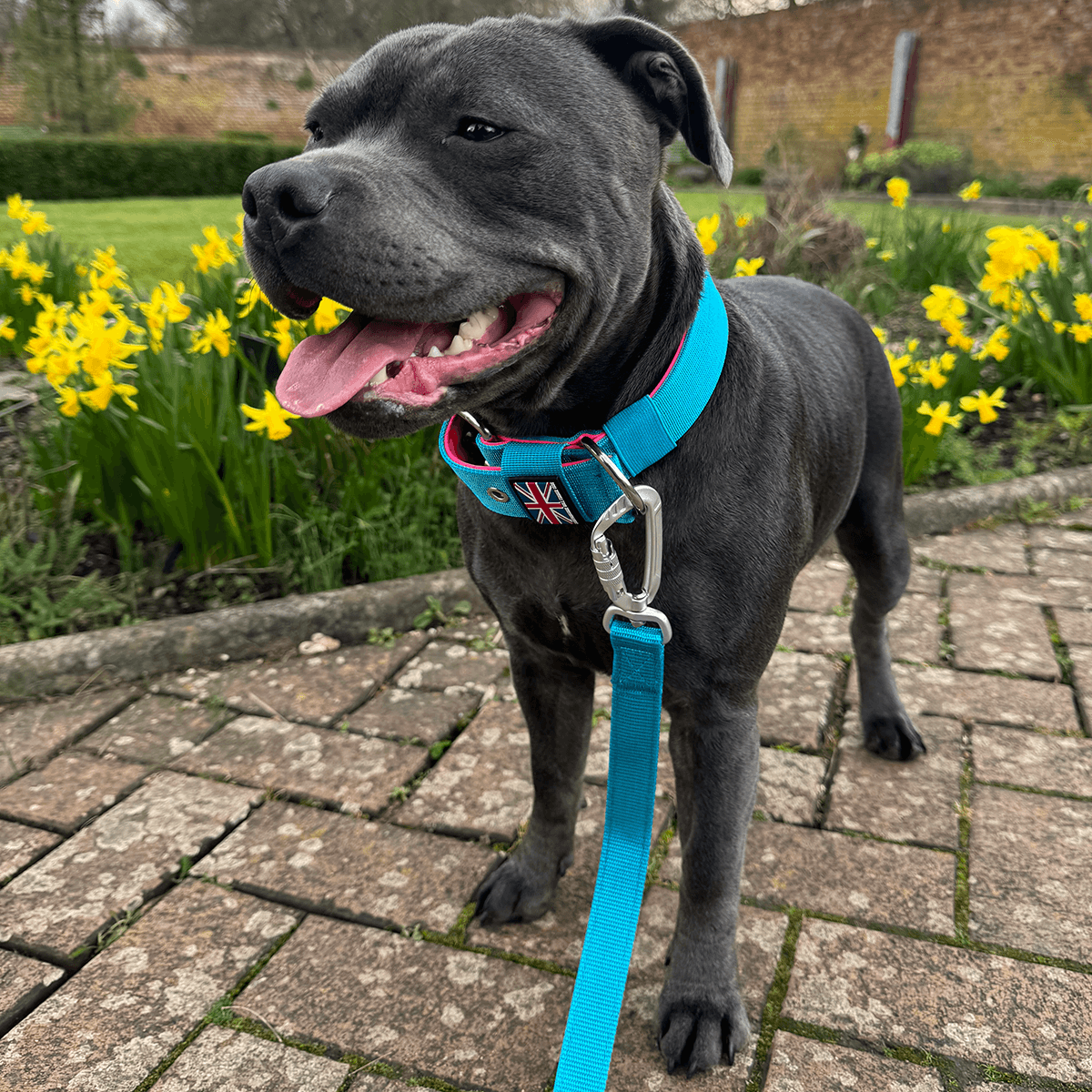 Padded Nylon Collar Staffordshire Bull Terrier 1935®