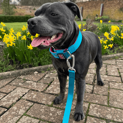 Staffordshire Bull Terrier 1935® Laisse Nylon - Harley's Miami Edition - Aqua et Rose Fluo - Mousqueton