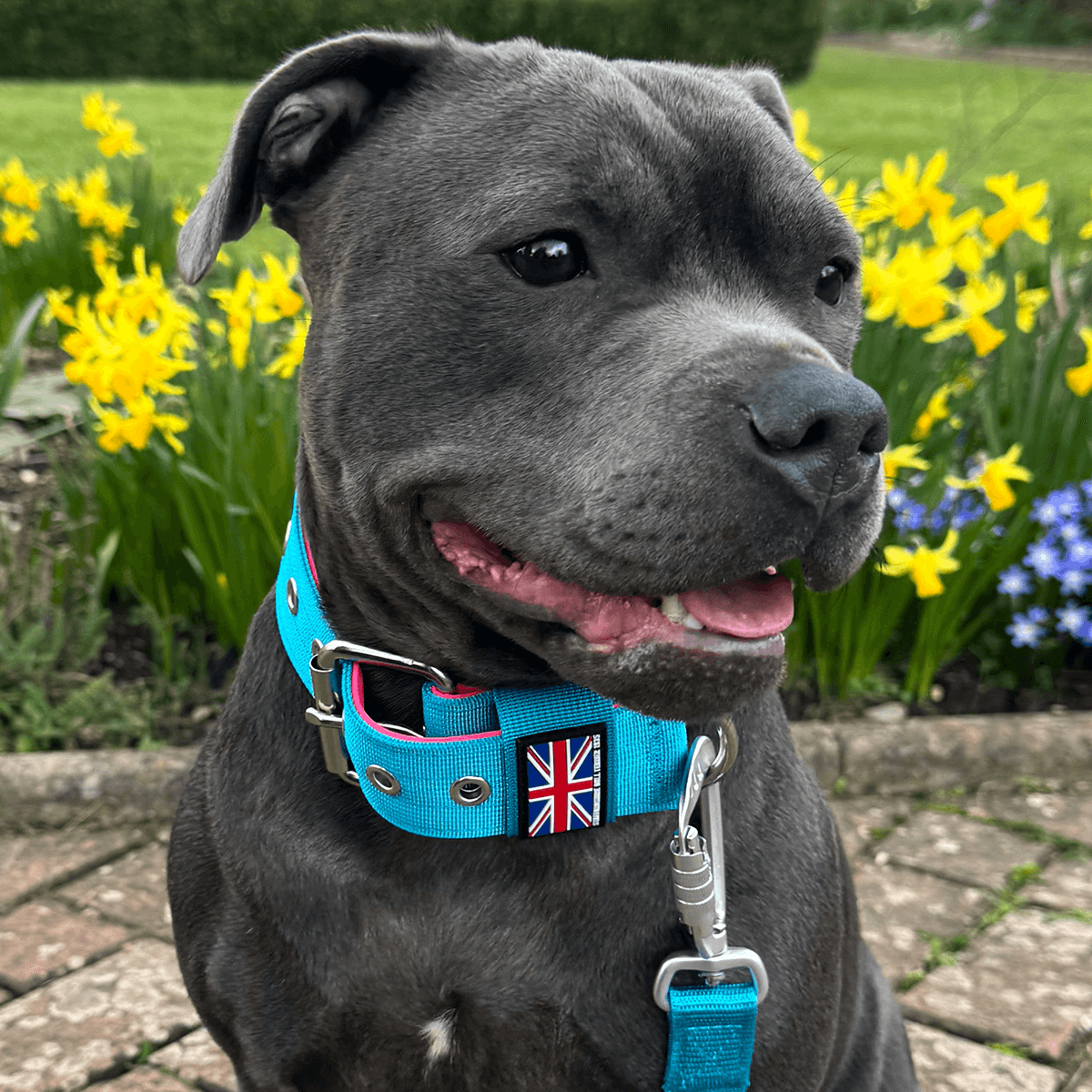 Padded Nylon Collar Staffordshire Bull Terrier 1935®