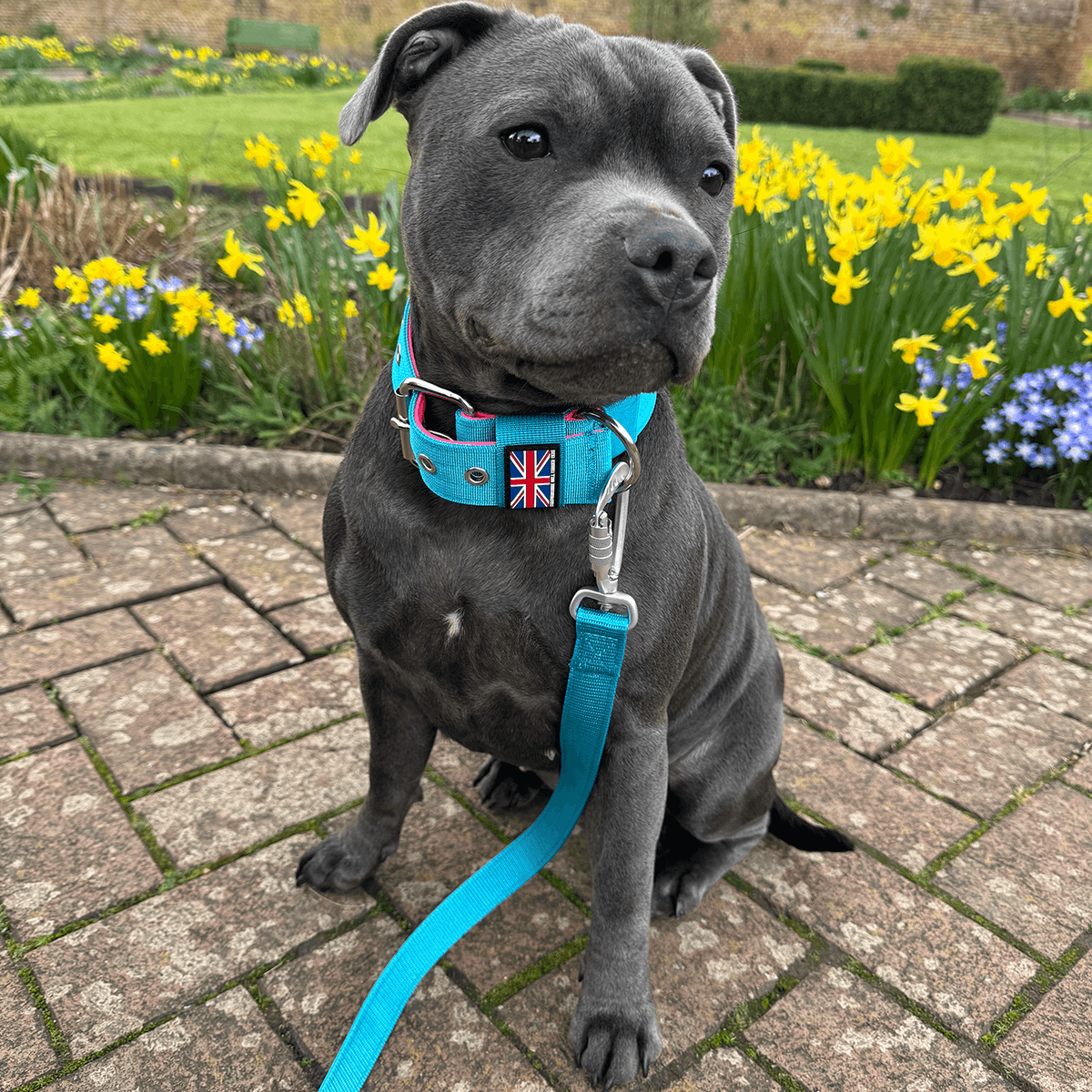 Padded Nylon Collar Staffordshire Bull Terrier 1935®