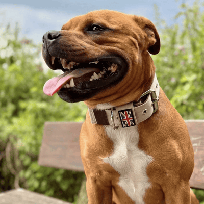 Staffordshire Bull Terrier 1935® Collier Nylon - Édition Tahvo Milkshake - Beige et Chocolat