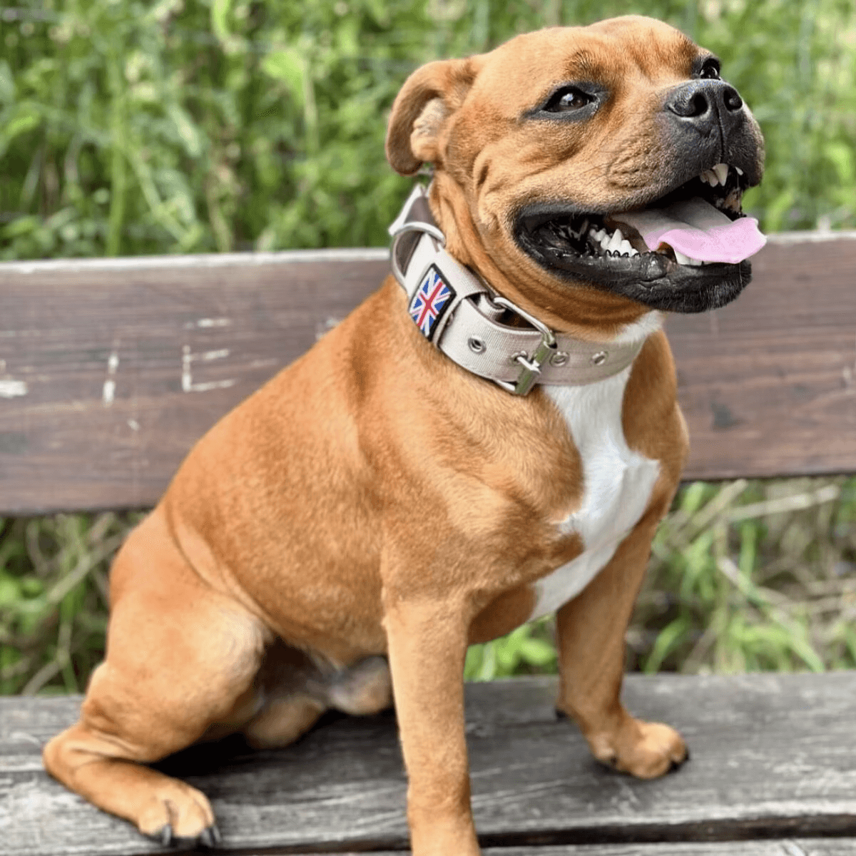 Staffordshire Bull Terrier 1935® Nylon Collar - Tahvo's Milkshake Edition - Beige & Chocolate