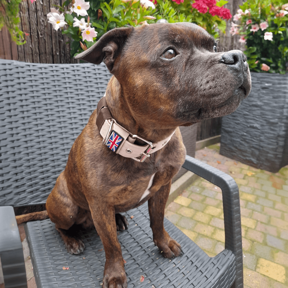 Staffordshire Bull Terrier 1935® Nylon Collar - Tahvo's Milkshake Edition - Beige & Chocolate