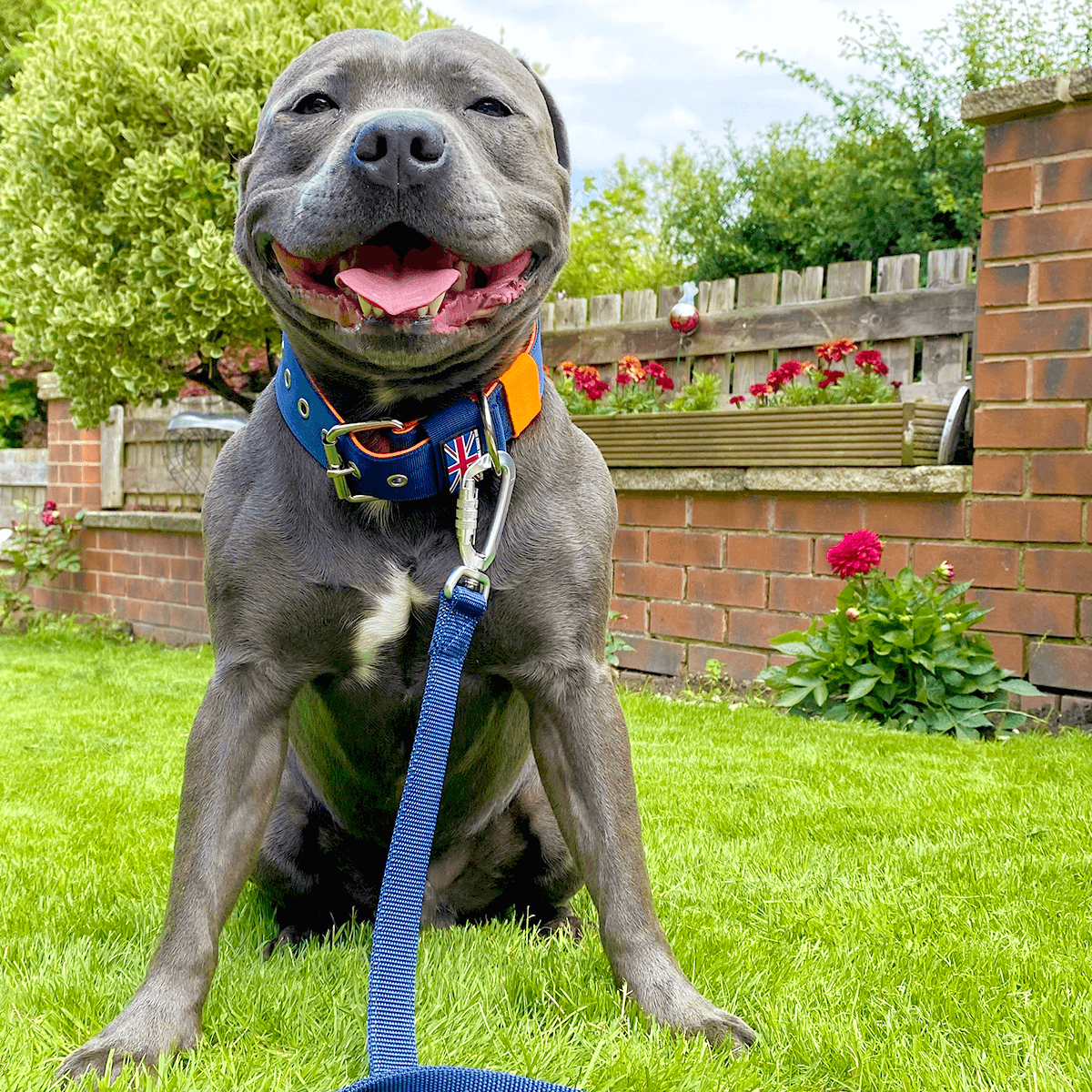 Padded Nylon Collar Staffordshire Bull Terrier 1935®