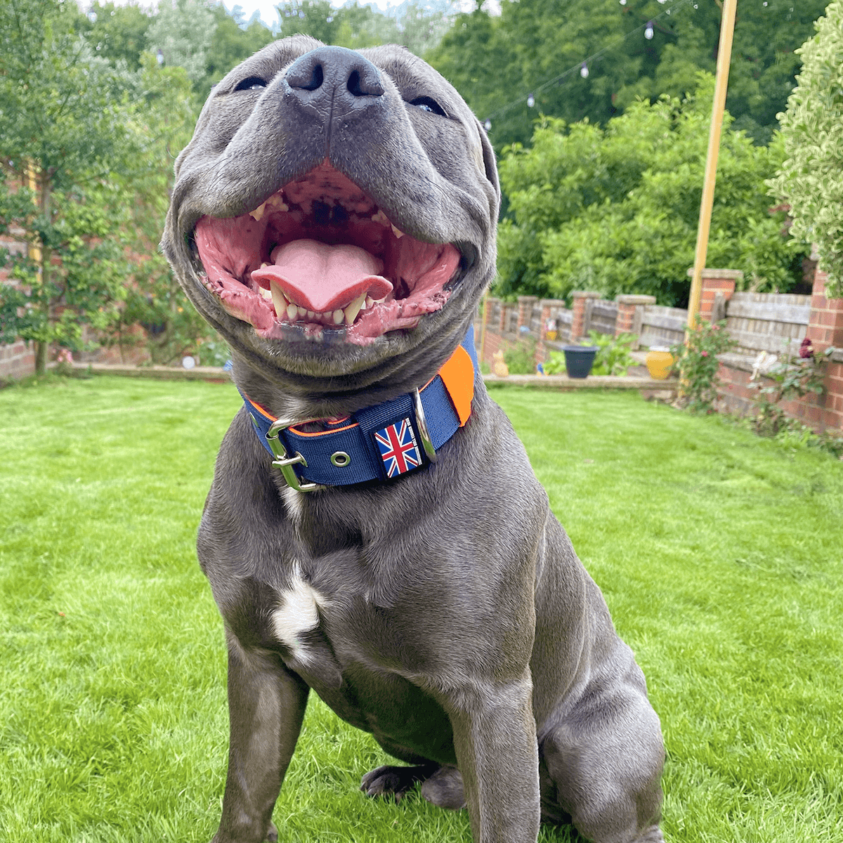 Padded Nylon Collar Staffordshire Bull Terrier 1935®