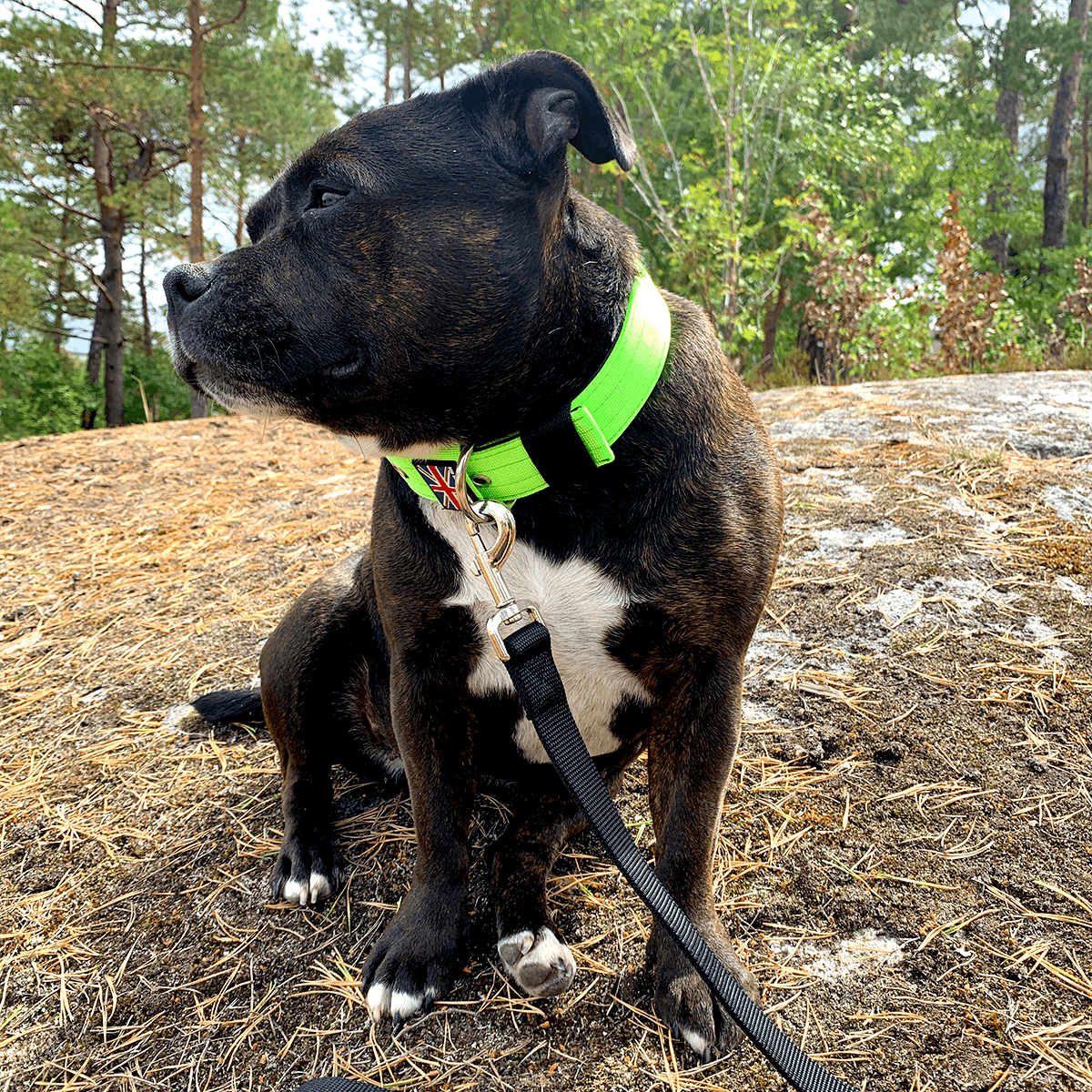 Padded Nylon Collar Staffordshire Bull Terrier® 