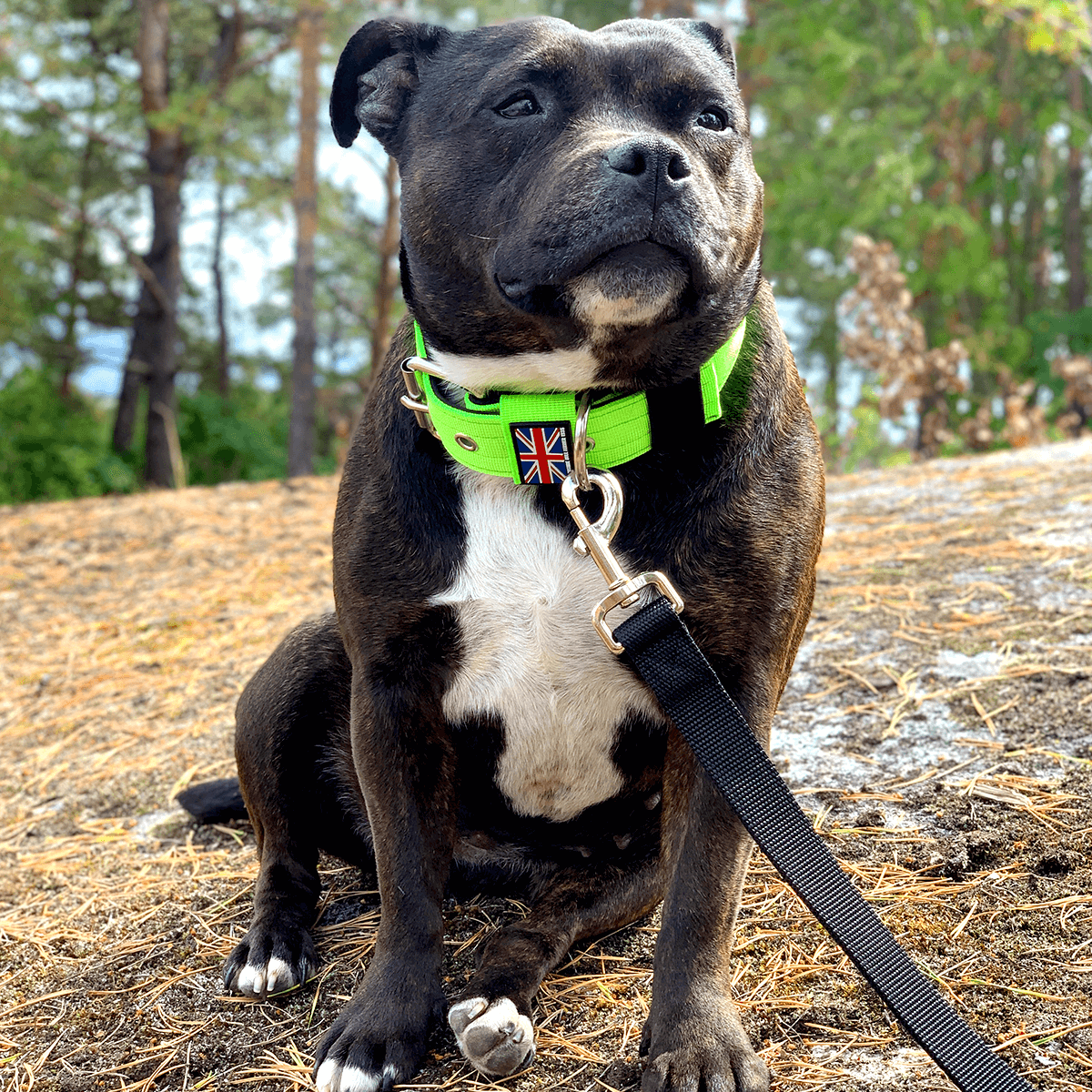 Padded Nylon Collar Staffordshire Bull Terrier® 