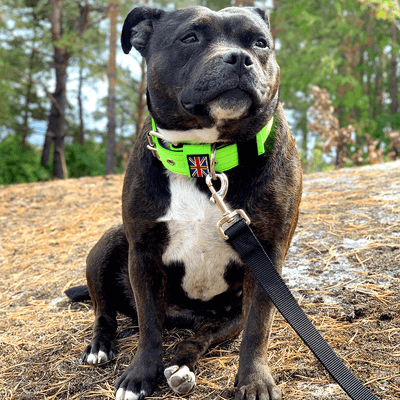 Padded Nylon Collar Staffordshire Bull Terrier® 