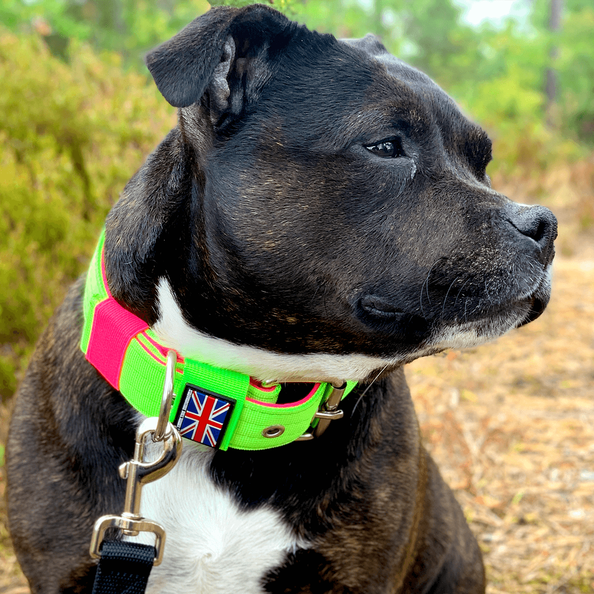 Staffordshire Bull Terrier 1935® Nylon Collar - 80s Edition - Neon Green & Neon Pink