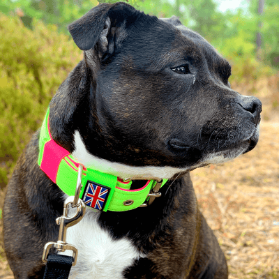 Staffordshire Bull Terrier 1935® Collier Nylon - Édition 80s - Vert Fluo et Rose Fluo