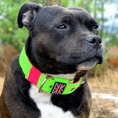 Staffordshire Bull Terrier 1935® Collier Nylon - Édition 80s - Vert Fluo et Rose Fluo