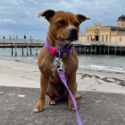 Padded Nylon Collar Staffordshire Bull Terrier 1935®