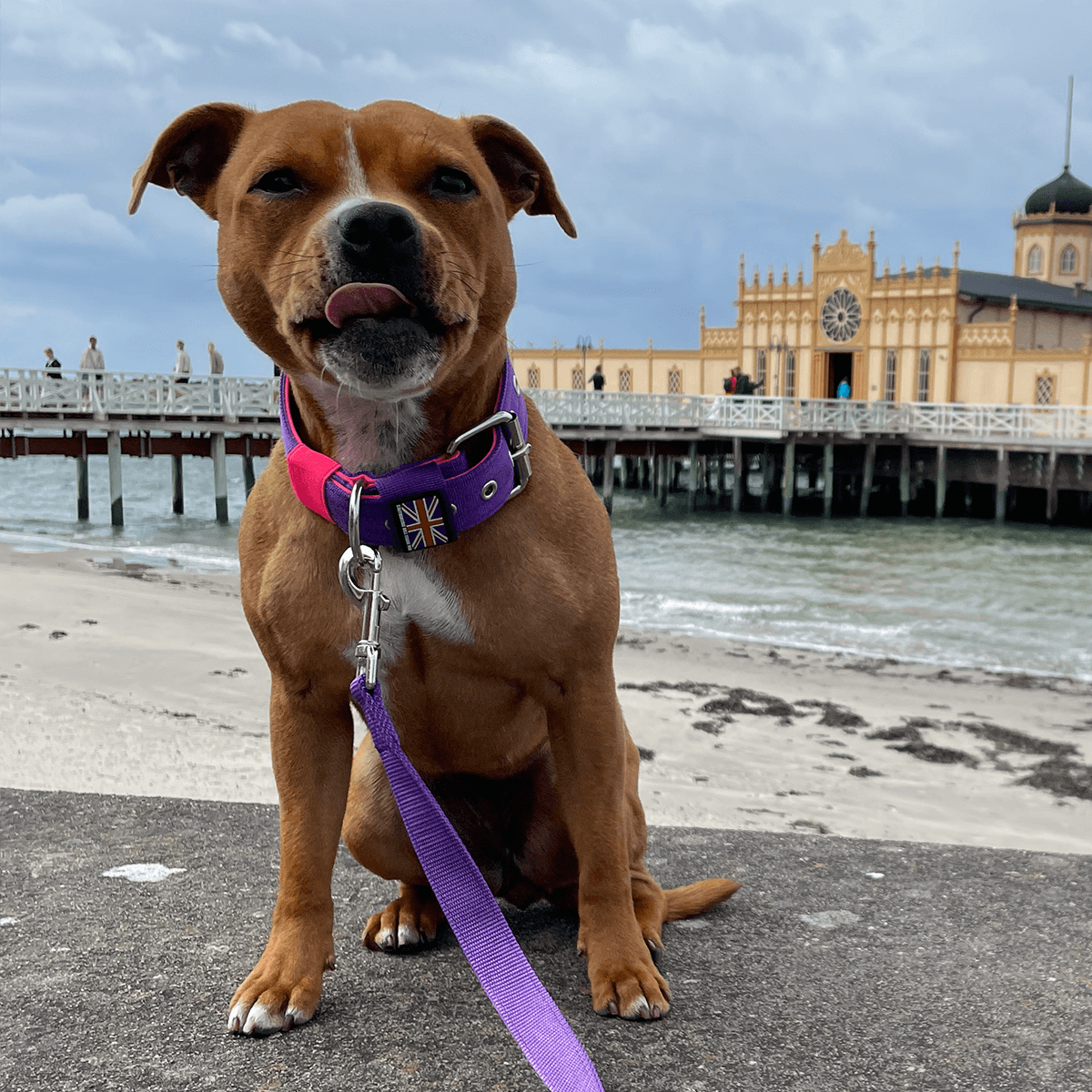 Padded Nylon Collar Staffordshire Bull Terrier 1935®